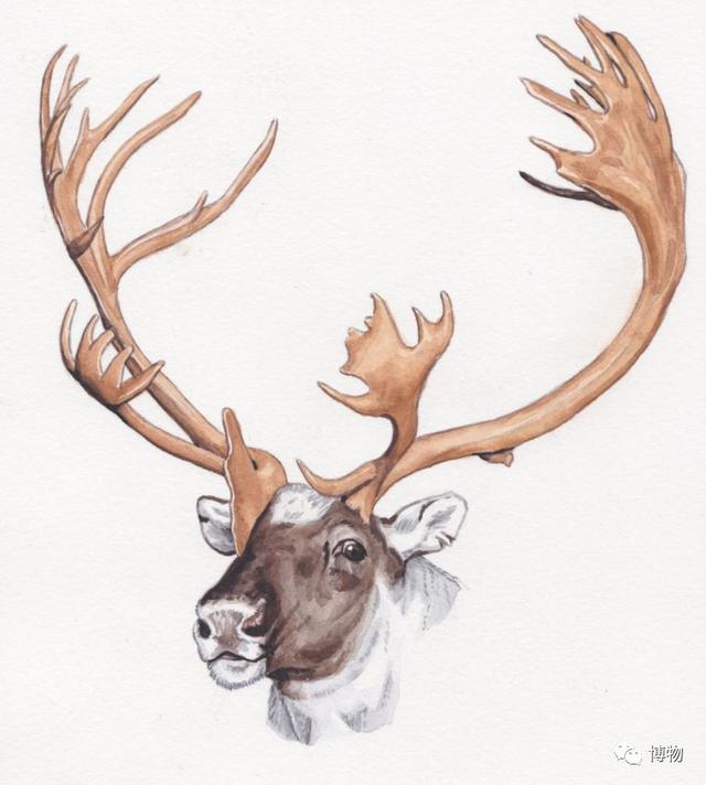 鹿角为啥会自然脱落，鹿角每年都会自然脱落