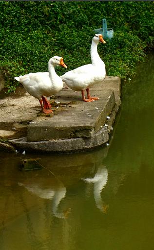 义乌大山里的富人村，翁荣金靠卖袜子成为义乌知名富豪