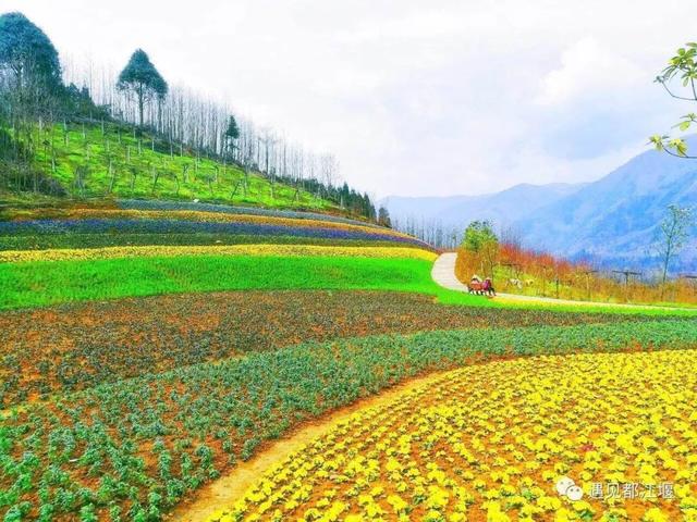 成都市青城山都江堰旅游景区，这个五一青城山-都江堰景区超火爆