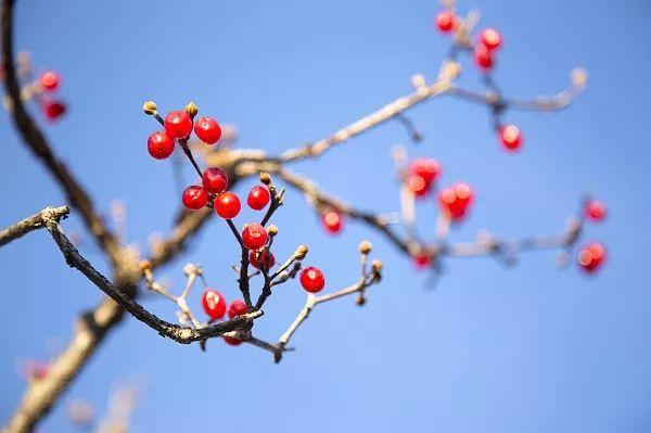 重阳节的意义是什么，今日重阳