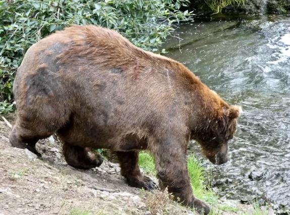 阿拉斯加北极熊，加拿大北极熊成长过程