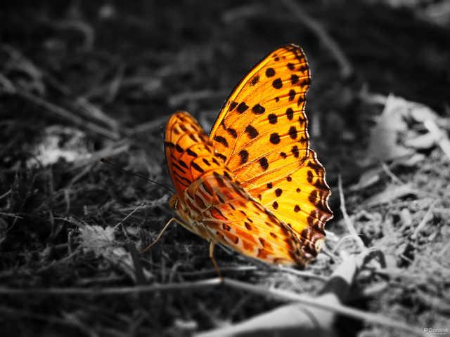 佳能eos90d价格，佳能90D到底值不值得购买#佳能