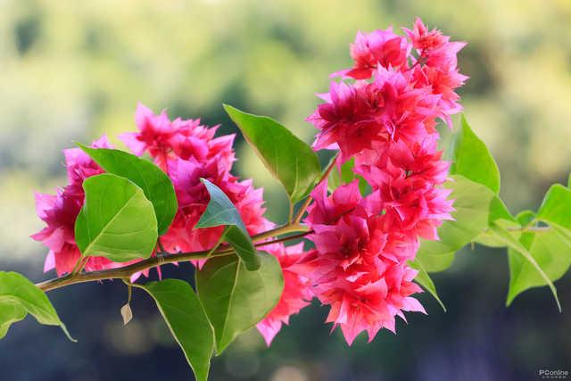 佳能eos90d价格，佳能90D到底值不值得购买#佳能