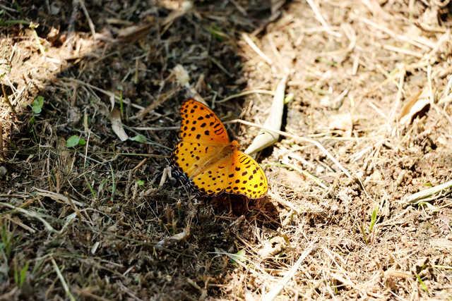 佳能eos90d价格，佳能90D到底值不值得购买#佳能