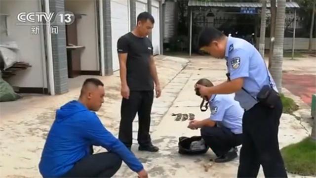 猫头鹰是保护动物吗，猫头鹰等也属于保护动物（猫头鹰算一级保护动物吗）