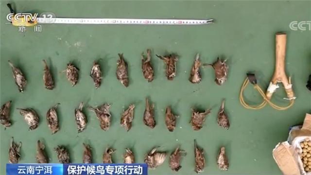 猫头鹰是保护动物吗，猫头鹰等也属于保护动物（猫头鹰算一级保护动物吗）