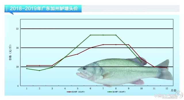 近期鱼价走势如何，鲈鱼稳定鮰鱼萎靡