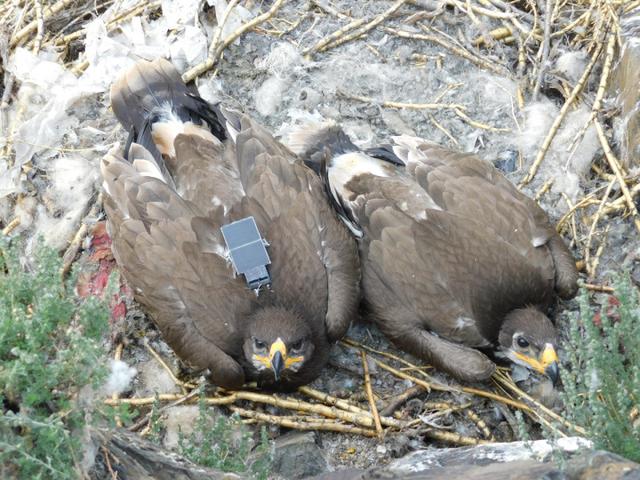 草原雕是怎样生活的，这13只草原草原雕