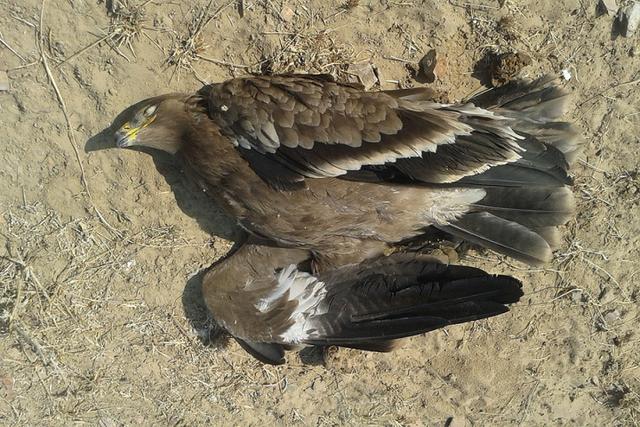 草原雕是怎样生活的，这13只草原草原雕