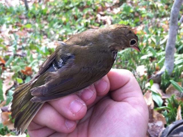 草原雕是怎样生活的，这13只草原草原雕