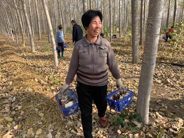 赤松茸糖尿病能吃吗(松茸对糖尿病的好处)