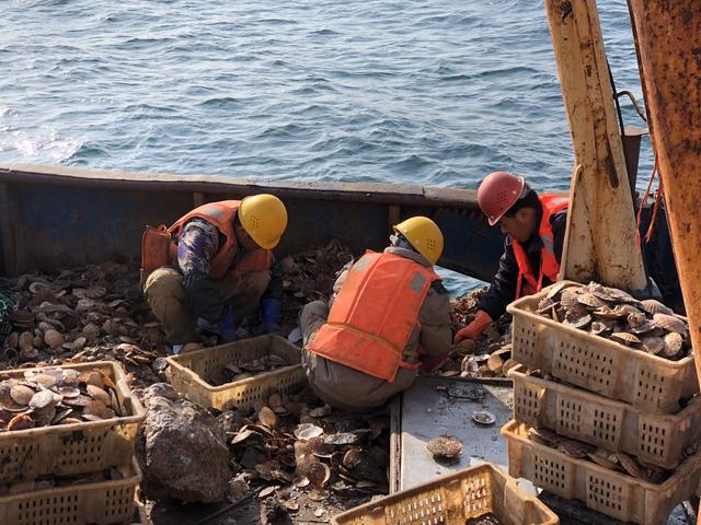风波中的獐子岛，獐子岛最新最终的处理结果