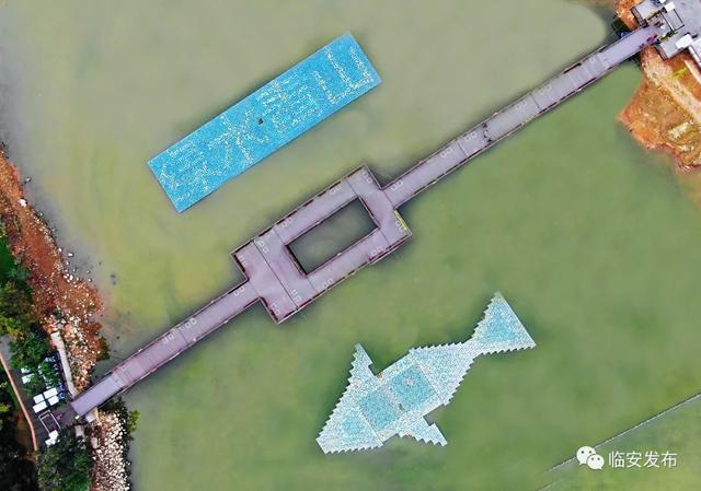 金叶石菖蒲是什么植物，旱伞草水生鸢尾