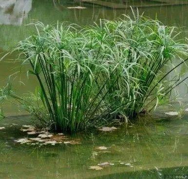 金叶石菖蒲是什么植物，旱伞草水生鸢尾