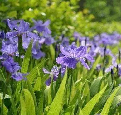 金叶石菖蒲是什么植物，旱伞草水生鸢尾