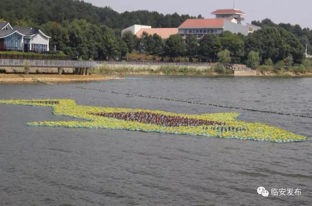金叶石菖蒲是什么植物，旱伞草水生鸢尾