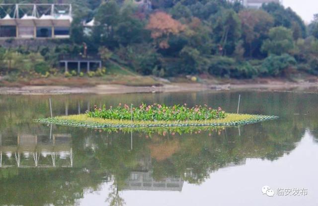 金叶石菖蒲是什么植物，旱伞草水生鸢尾