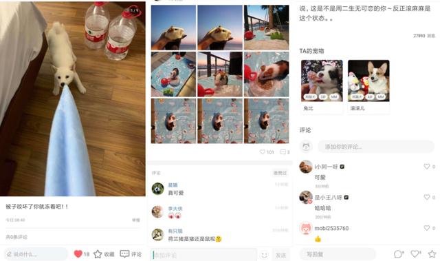 宠物市场前景分析，宠物行业现状与发展趋势（宠物保健市场潜力突显）