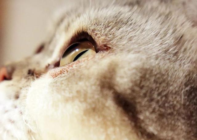 佳能g5相机评测，II测评拍女神