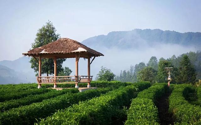 英国红茶为什么这么好，令英国王室痴迷的红茶哪家强