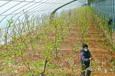 樱桃盛开，樱桃盛开（樱桃花开（铜梁：5000亩樱桃花盛开）
