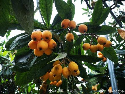 东山的枇杷什么时候成熟采摘，岭南早春第一果枇杷成熟了