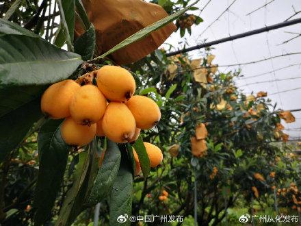 东山的枇杷什么时候成熟采摘，岭南早春第一果枇杷成熟了