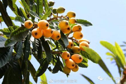 东山的枇杷什么时候成熟采摘，岭南早春第一果枇杷成熟了