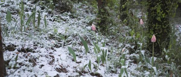 杭州还会再下雪吗，杭州可能又要下雪了