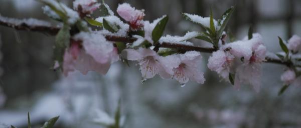 杭州还会再下雪吗，杭州可能又要下雪了