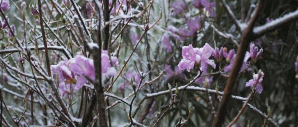 杭州还会再下雪吗，杭州可能又要下雪了