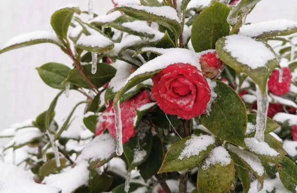 杭州还会再下雪吗，杭州可能又要下雪了