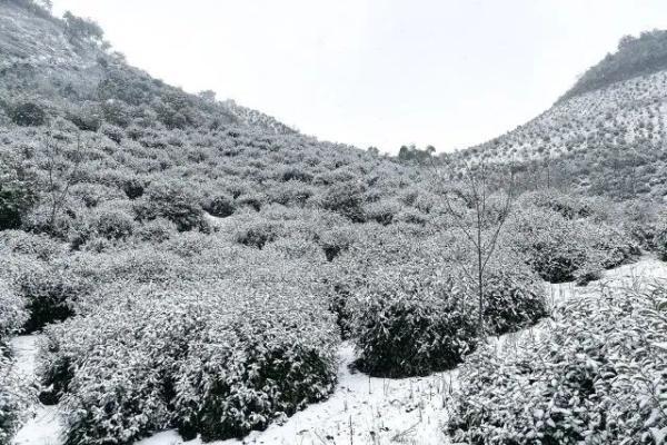 杭州还会再下雪吗，杭州可能又要下雪了