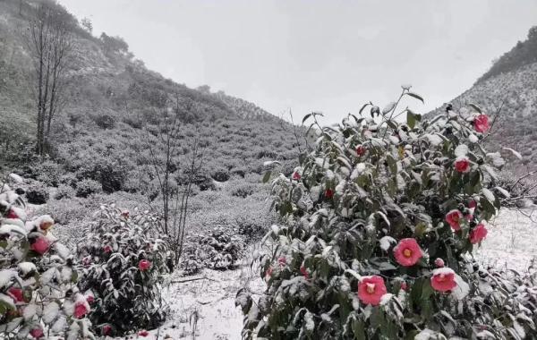 杭州还会再下雪吗，杭州可能又要下雪了