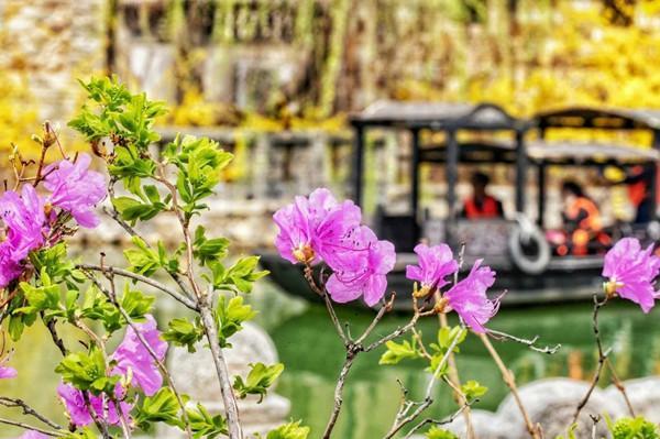 密云旅游人间花海，北京春游密云云