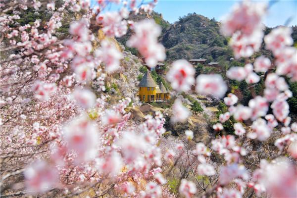 密云旅游人间花海，北京春游密云云