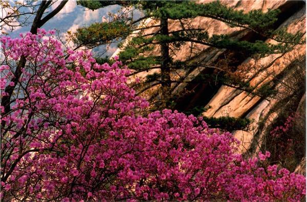 密云旅游人间花海，北京春游密云云