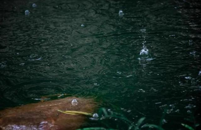 清明时节雨纷纷不负春光，清明节气燕子来时新社