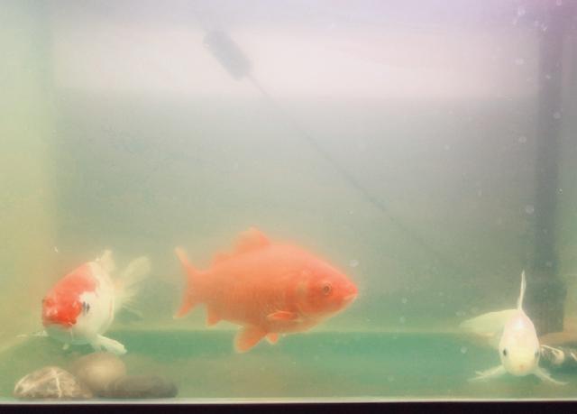 冬天夜钓最佳路线图，首场夜钓京城热门钓点