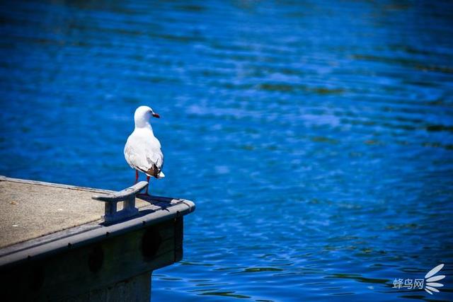 什么叫大三元镜头，带你深入了解大三元