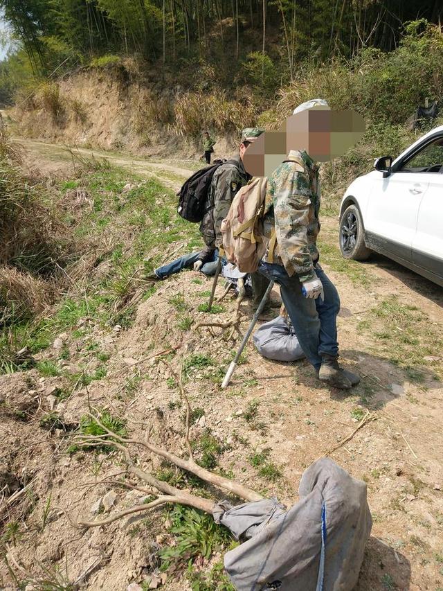 上山采野杜鹃有什么讲究和忌讳，诸暨一山村野生杜鹃遭疯狂盗挖