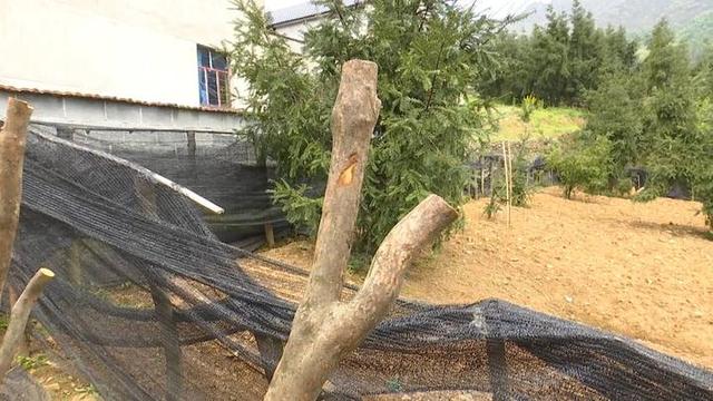 上山采野杜鹃有什么讲究和忌讳，诸暨一山村野生杜鹃遭疯狂盗挖