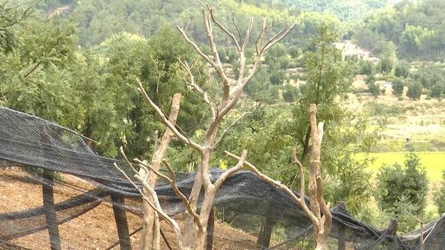 上山采野杜鹃有什么讲究和忌讳，诸暨一山村野生杜鹃遭疯狂盗挖