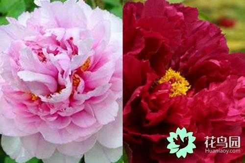 牡丹的种植有什么方法，牡丹怎么栽培才好