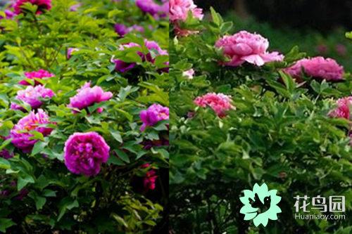 牡丹的种植有什么方法，牡丹怎么栽培才好