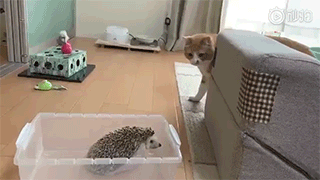 挑战一百杯奶茶要胖几斤，她给闺蜜点了杯奶茶