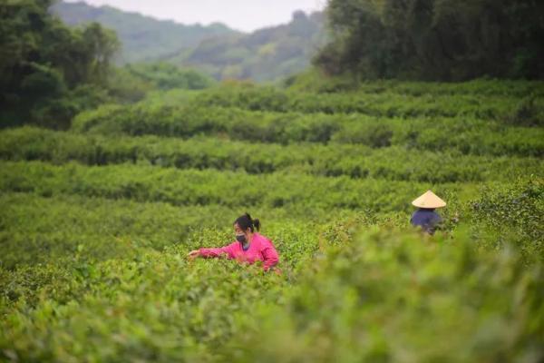 草色渐青日光正暖，草树知春不久归