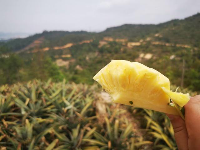 菠萝有什么特产，北海涠洲岛的特产——木菠萝