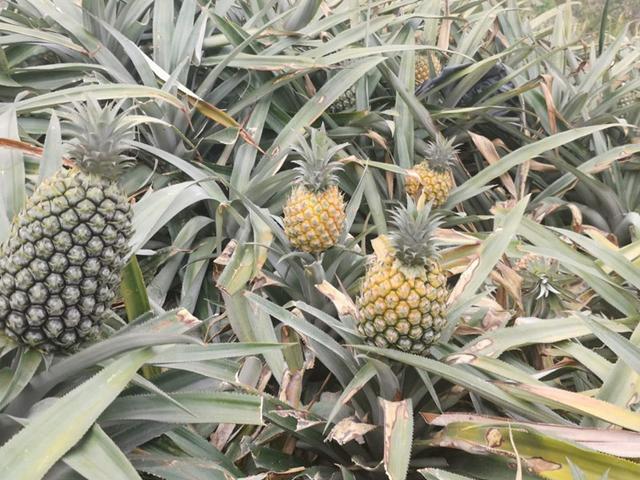 菠萝有什么特产，北海涠洲岛的特产——木菠萝