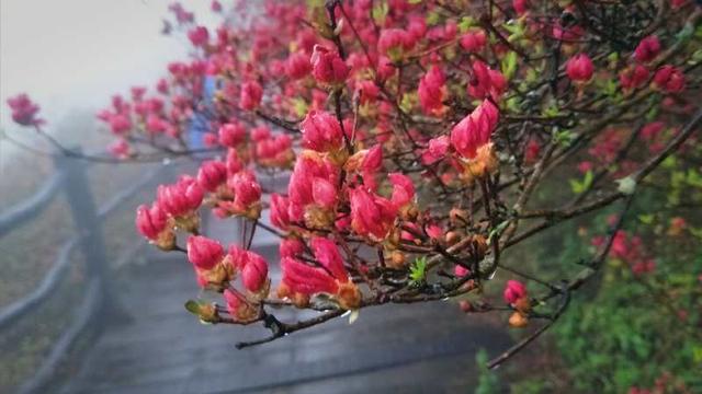 麻城龟峰山10万亩杜鹃迎来盛花期，麻城龟峰山杜鹃花期多长